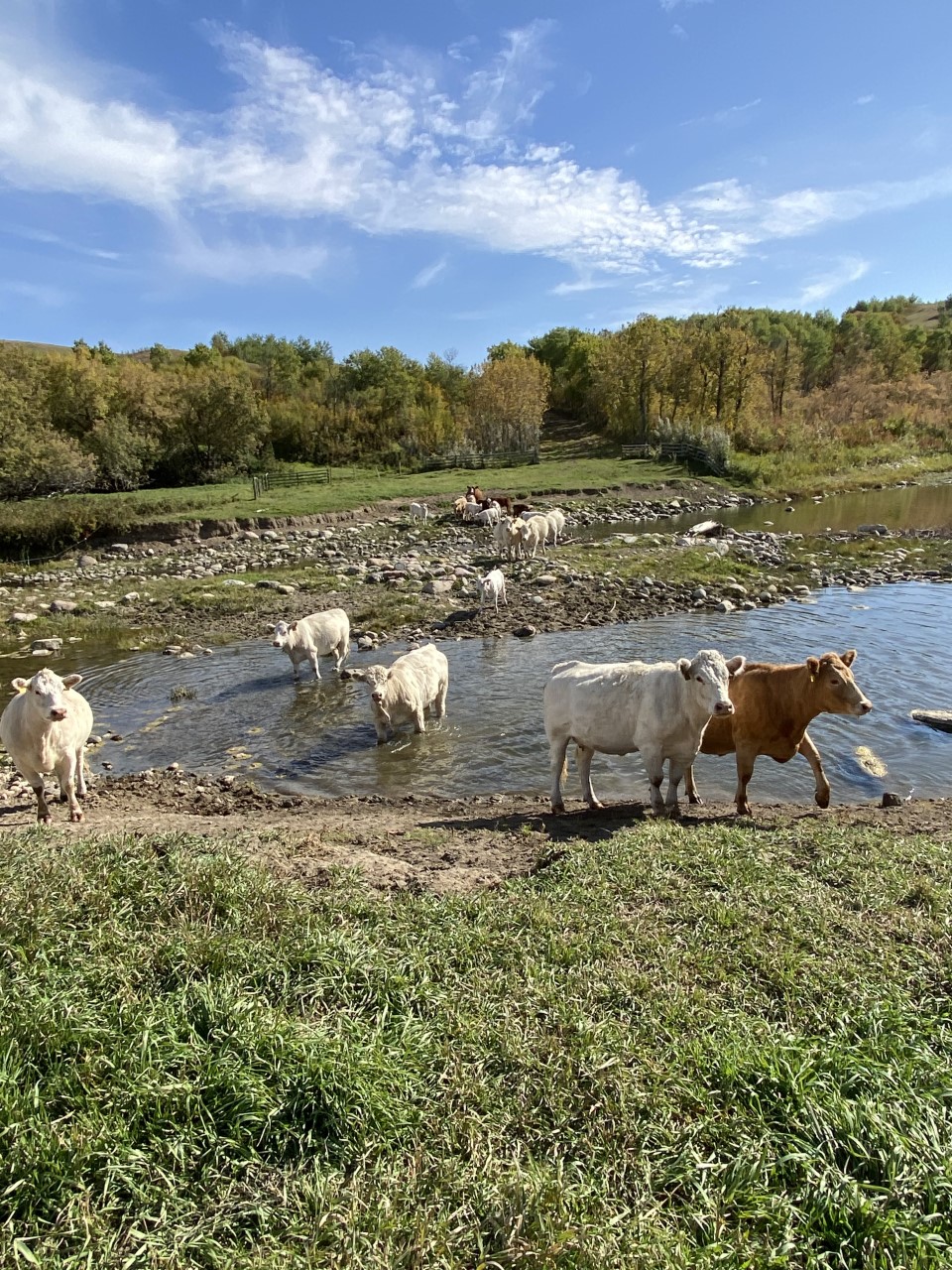 Charolais heifers walking near creek